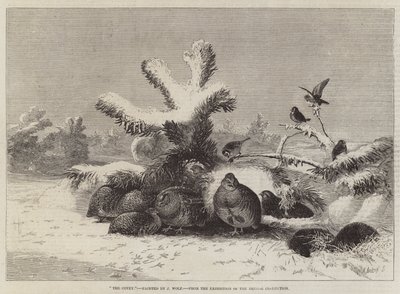 The Covey, from the Exhibition of the British Institution by Joseph Wolf